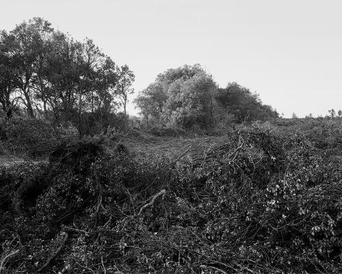 Garrigue 1_10