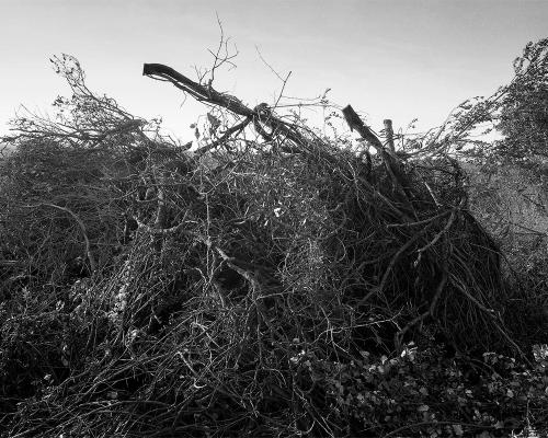 Garrigue 1_14