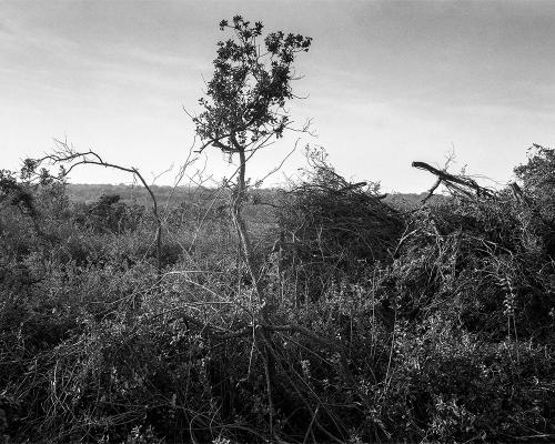Garrigue 1_15