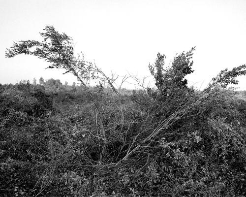 Garrigue 1_20