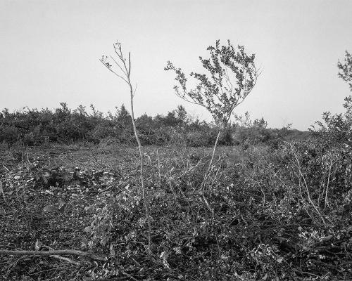 Garrigue 1_21