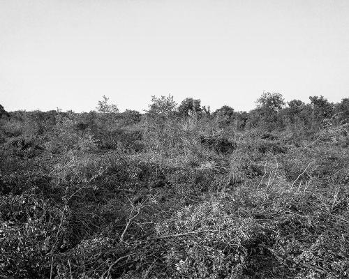 Garrigue 1_23