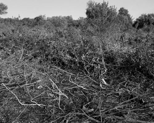 Garrigue 1_25