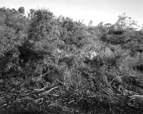 Garrigue 1_27