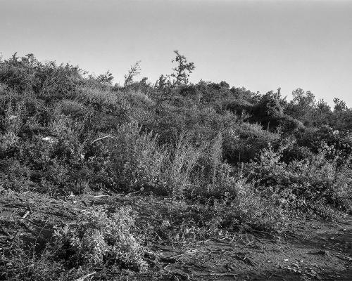 Garrigue 1_28