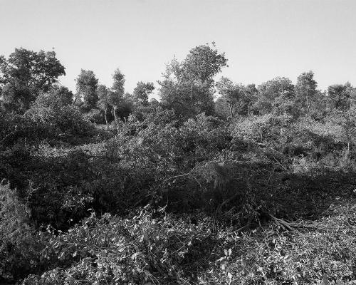 Garrigue 1_4