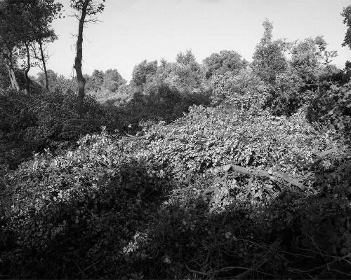 Garrigue 1_6