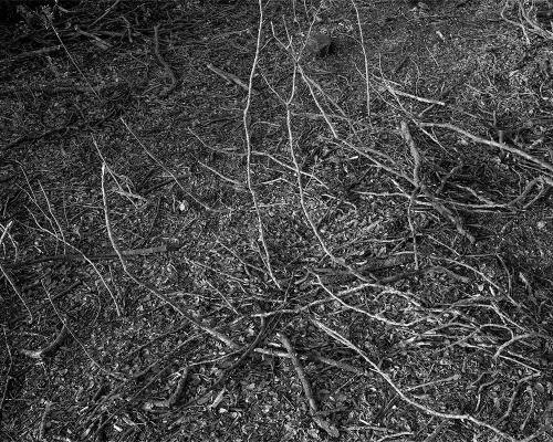 Garrigue 2_14