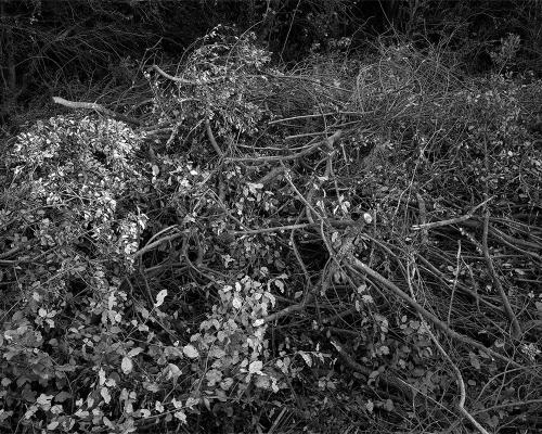 Garrigue 2_5