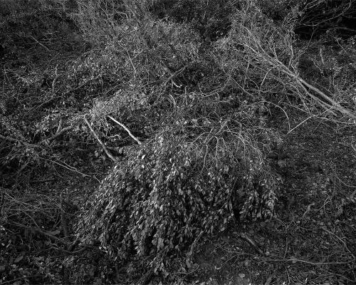 Garrigue 2_6