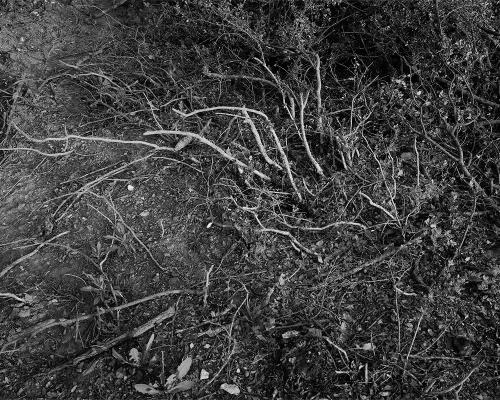 Garrigue 2_9