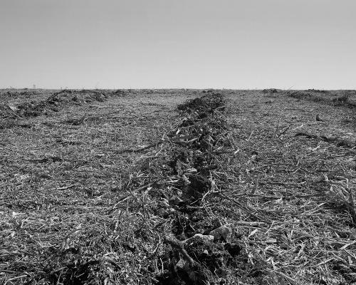 Garrigue 3_21